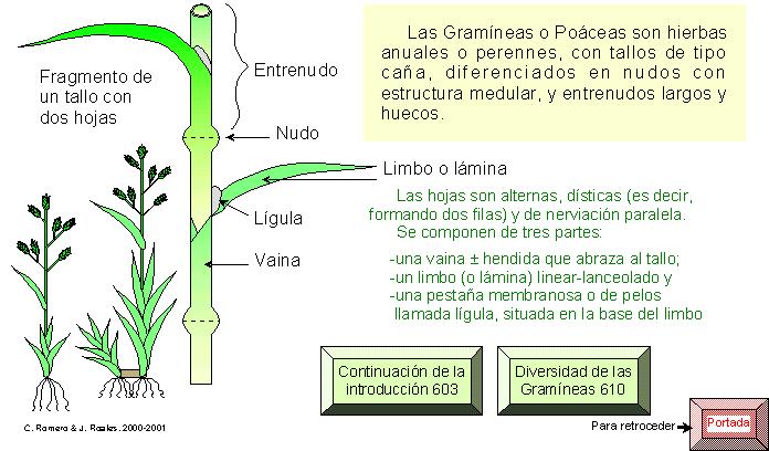 página 602